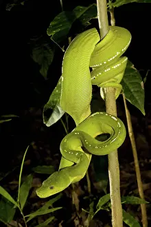 Morelia: Green Tree Python