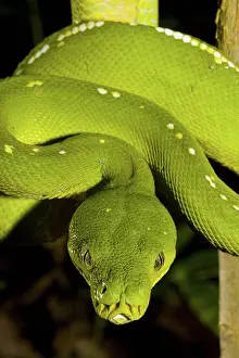 Morelia: Green Tree Python