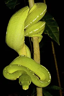 Morelia: Green Tree Python