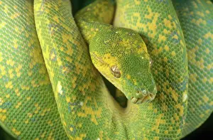 Morelia: Green Tree Python