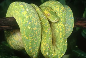Morelia: Green Tree Python