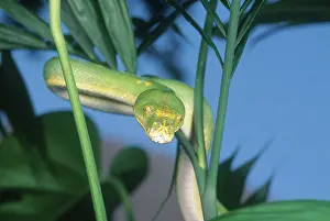 Morelia: Green Tree Python