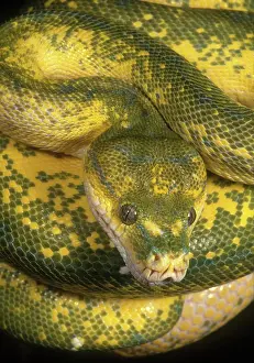 Morelia: Green Tree Python