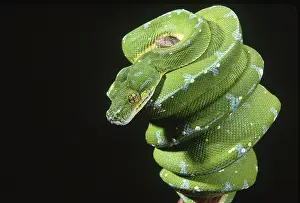 Pythons: Green tree python