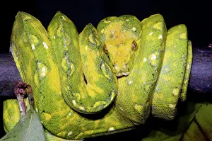 Pythons: Green Tree Python