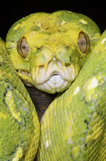 Pythons: Green Tree Python