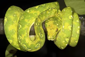 Pythons: Green Tree Python