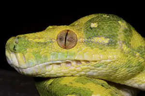 Pythons: Green Tree Python