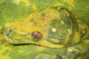 Pythons: Green Tree Python