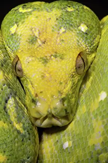 Python: Green Tree Python