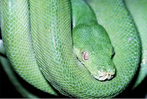 Python: GREEN TREE PYTHON
