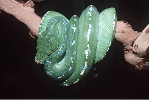 Python: GREEN TREE PYTHON - around branch