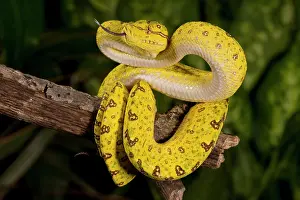 Python: Green Tree Python (Captive) Morelia (Chondropython)