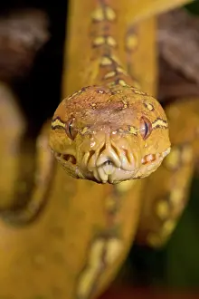 Python: Green Tree Python (Captive) Morelia (Chondropython)