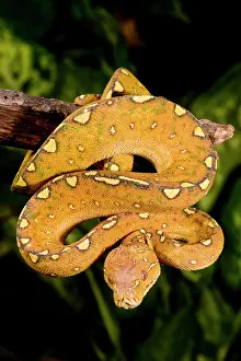 Python: Green Tree Python (Captive) Morelia (Chondropython)