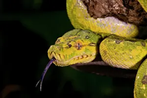 Python: Green Tree Python (Captive) Morelia (Chondropython)