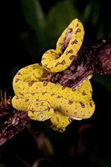 Python: Green Tree Python (Captive) Morelia (Chondropython)