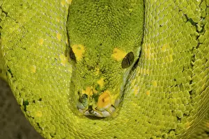 Python: Green Tree Python (Captive) Morelia (Chondropython)