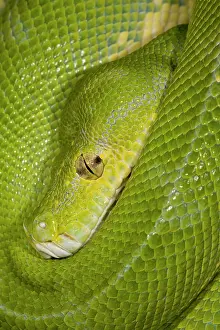 Python: Green Tree Python (Captive) Morelia (Chondropython)