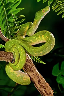 Python: Green Tree Python (Captive), Morelia (Chondropython)