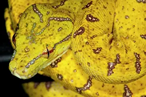 Python: Green Tree Python (Captive) Morelia (Chondropython)