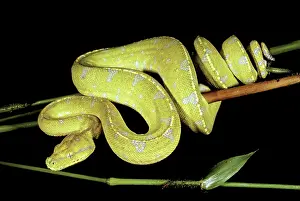 Transition: Green Tree Python in Color Transition, 2 of 3