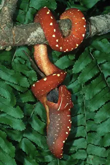 Morelia: Green Tree Python Eating Mouse