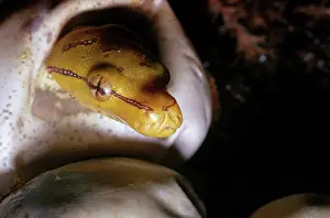 Pythons: Green Tree Python Hatching