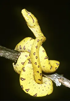Eric Lindgren: GREEN TREE PYTHON - JUVENILE