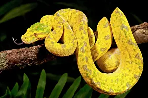 Python: Green Tree Python, Morelia (Chondropython)