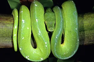 Morelia: Green Tree Python (Morelia viridis)