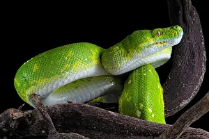 Python: Green tree python (Morelia viridis) on a branch
