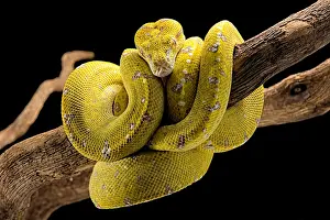 Python: Green tree python (Morelia viridis) on a branch