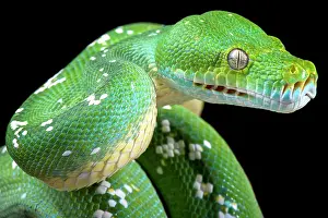 Python: Green tree python (Morelia viridis), Indonesia