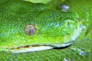 Pits: Green Tree Python - shows heat sensitive pits on