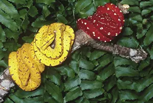 Pythons: Green tree pythons