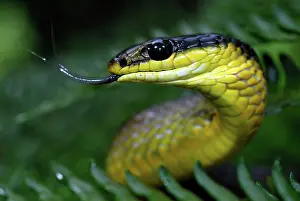 Dendrelaphis: Green Tree Snake