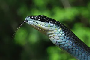 Dendrelaphis: Green Tree Snake