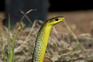 Scaly: Green tree snake