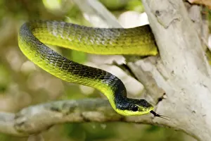 Colubridae: Green tree snake