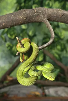 Albolabris: Green Tree Viper (Trimeresurus albolabris)