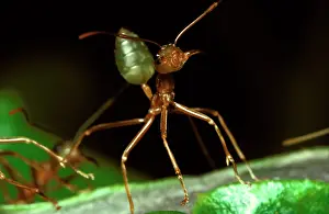 Grip: Green tree or Weaver ant in attack mode: it will