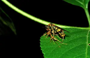 Virescens: Green Tree / Weaver Ant - holding down a wasp victim