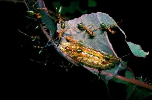 Tending: Green tree or Weaver ants - attending larva of