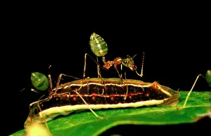 Tending: Green tree or Weaver ants - attending the larva
