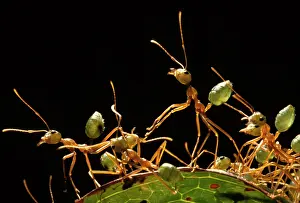 Virescens: Green tree or Weaver ants - defending their arboreal nest
