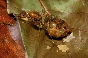 Fertile: Green tree or Weaver ants - fertile queen with