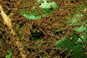 Temporary: Green tree or Weaver ants - major workers forming