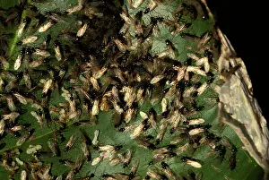 Prior: Green tree Weaver ants - males swarming prior to