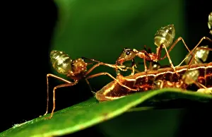 Tending: Green tree or Weaver ants - 'milkingI honeydew